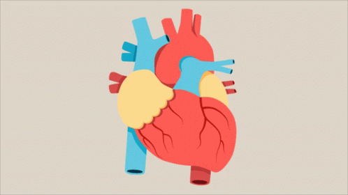 Heartbeat Human Heart GIF - Heartbeat Human Heart My Heart - Discover &  Share GIFs