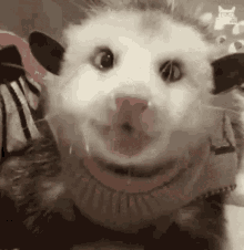 Possum Chew GIF - Possum Chew Animal GIFs