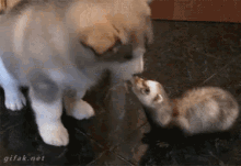 Puppy Ferret GIF