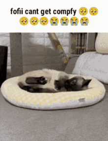 Fofii Siamese GIF - Fofii Siamese Cat GIFs
