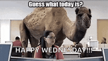 a camel is standing next to a woman in an office .