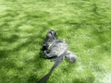 Hamish Basil Ham Scottis Terrier GIF - Hamish Basil Ham Scottis Terrier Cute Dog GIFs