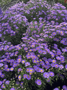 Aster GIF - Aster GIFs