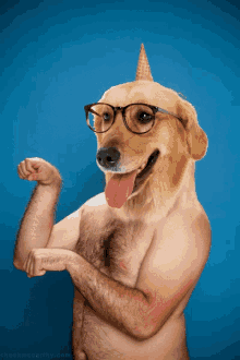 Dog Deal With It GIF - Dog Deal With It Sunglasses GIFs