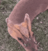 Preorbital Deer GIF - Preorbital Deer Muntjac Deer GIFs