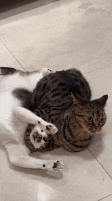 Cat Wrestling Cat Choking GIF