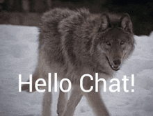 a wolf walking in the snow with the words hello chat written below it