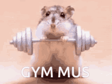 Gym Pifmus GIF - Gym Pifmus GIFs