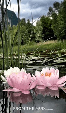 Lotus Pond GIF - Lotus Pond GIFs