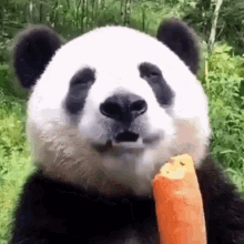Eating Panda GIF - Eating Panda Carrot GIFs