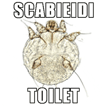 a toilet with a man 's head sticking out of it and the words scabieidi toilet above it