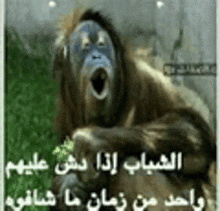 a picture of a monkey with its mouth open in arabic .