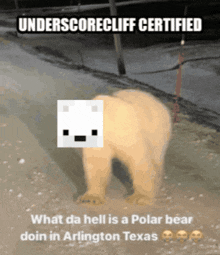 a polar bear on a leash with underscorecliff certified