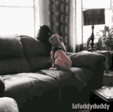 Friend Lafuddyduddy GIF - Friend Lafuddyduddy Dog GIFs