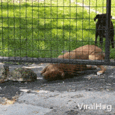 Going Under The Fence Dog GIF
