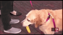 Banana Dog GIF - Banana Dog Banana Dog GIFs