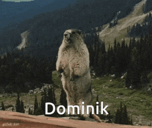 Dominik Marmot GIF - Dominik Marmot GIFs