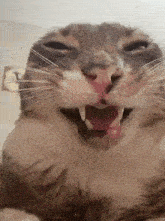 a close up of a cat with its mouth open .