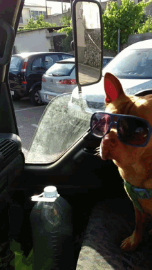 Guay Dog GIF - Guay Dog Sunglasses GIFs