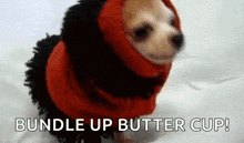 a small dog wearing a red and black outfit with the words " bundle up butter cup " below it
