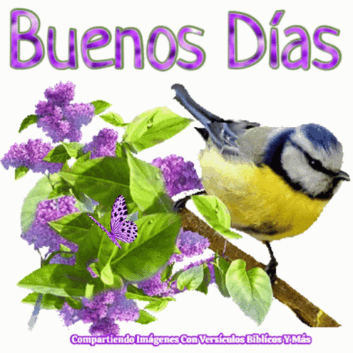 Buenos Dias Good Morning GIF - Buenos Dias Good Morning Bird - Discover ...