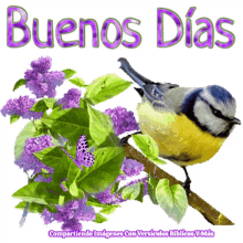 Buenos Dias Good Morning GIF - Buenos Dias Good Morning Bird GIFs