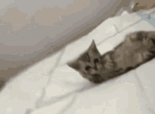 Cool Cat Cat GIF - Cool Cat Cat Lies GIFs