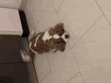 Waiting For You Dog GIF - Waiting For You Dog Mmmh GIFs