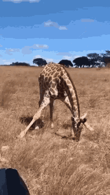 giraffe comendo