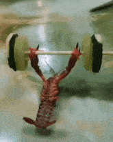 Lobster Bench Press GIF