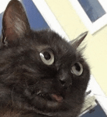 Wtf Cat GIF - Wtf Cat Reaction GIFs
