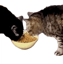 cats eating
