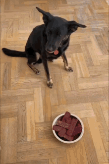 Pies Dog GIF - Pies Dog Zatrute Jedzenie GIFs