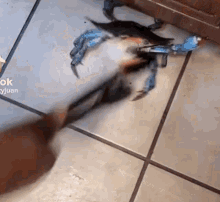 a blue crab is being pulled by a person on a tiled floor