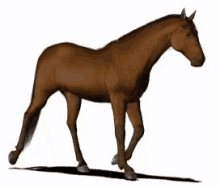 Horse Animal GIF - Horse Animal Walk GIFs