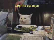 Leothecat Cat Bs GIF
