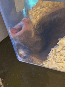 Attack Hamster Rabid Hamster GIF - Attack Hamster Rabid Hamster Sleepy GIFs