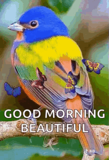 Good Morning Butterflies GIF - Good Morning Butterflies Parrot GIFs