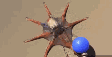 أخطبوط يلعب بكرة رمل مياه أشياء مضحكة GIF - Octupus Playing Ball Sand Water GIFs