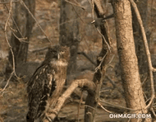 Owl Bird GIF - Owl Bird Birds GIFs