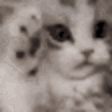 Knnyagi Meow GIF - Knnyagi Meow GIFs