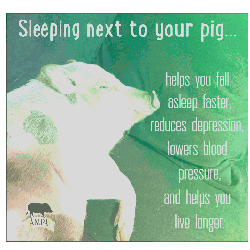 Trippy Next To Your Pig Sticker - Trippy Next To Your Pig Sleep Next To Your Pig Stickers