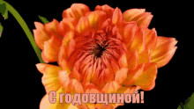 с годовщиной поздравляю цветы GIF - Happy Anniversary Congratulations Flower GIFs