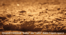 Suricate Baby Foot GIF - Suricate Baby Foot Coffee GIFs