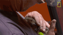 Petting Tom Cronenwett GIF - Petting Tom Cronenwett Exotic Animal Er GIFs