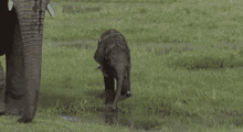 elephant baby elephant slip cute