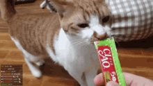 a cat is eating a ciao snack from someone 's hand