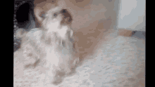 a small dog is standing on a white carpet .