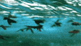 a group of fish are swimming in the water and the words sanda media are on the bottom