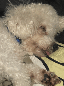 a small white dog with a blue collar is sleeping on a blanket